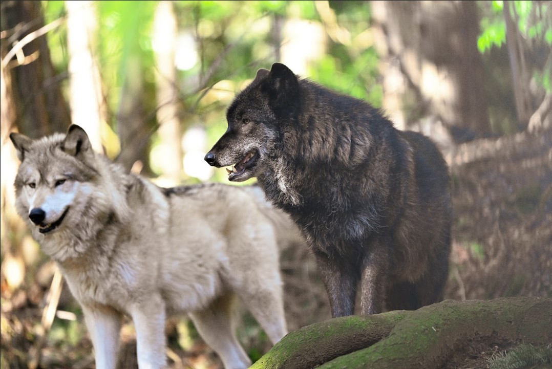 sodl two wolves lo res