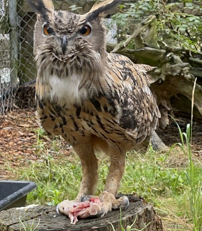 OWl
